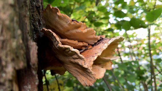 Utrecht leaves dead trees more often more space for mushrooms