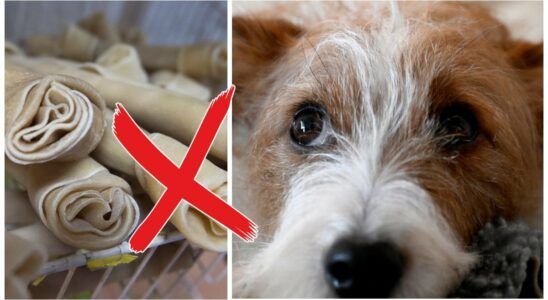 Warns of dangerous dog treats can lead to death