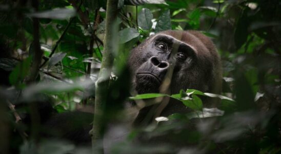 Western gorillas determine their movements after a sort of vote