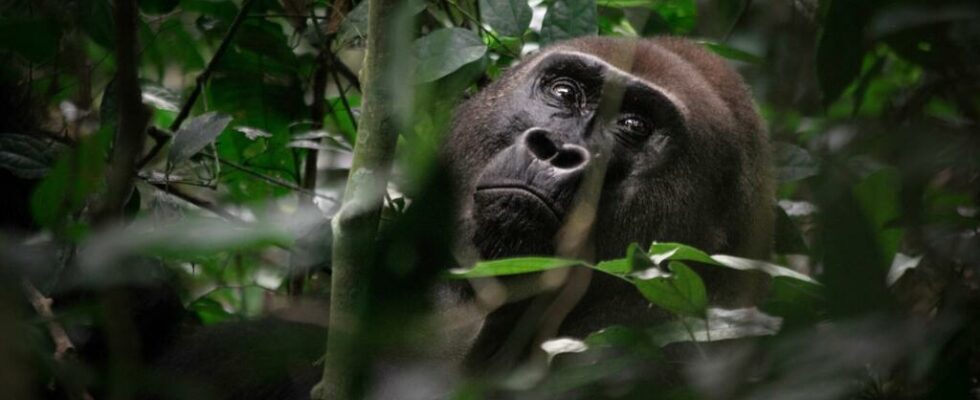 Western gorillas determine their movements after a sort of vote