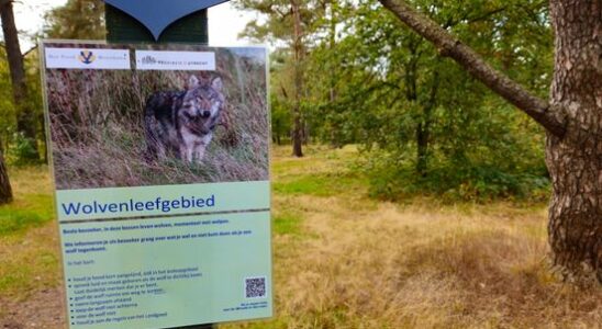 Wolf on the Utrechtse Heuvelrug turns out to be a