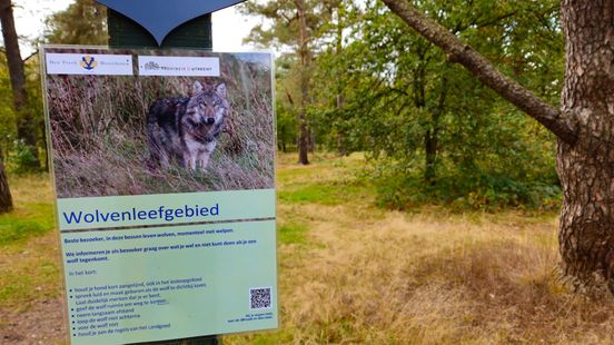 Wolf on the Utrechtse Heuvelrug turns out to be a