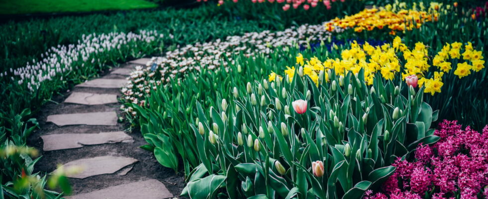 You need to plant these bulbs now for a flower