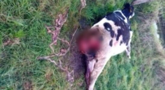 Young cow found dead in a meadow near Leusden neighborhood