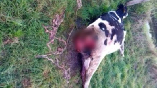 Young cow found dead in a meadow near Leusden neighborhood