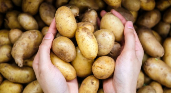 Your potatoes will keep for six months if you store