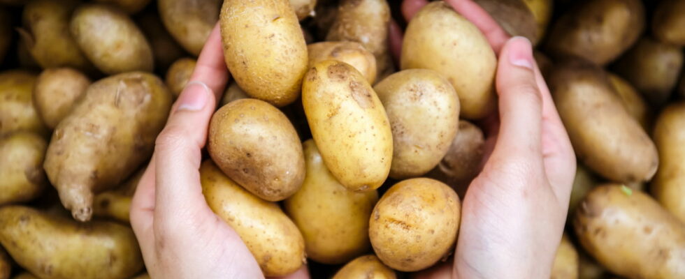 Your potatoes will keep for six months if you store