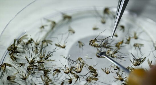 red and sterile mosquitoes to fight dengue fever