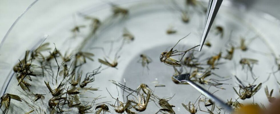 red and sterile mosquitoes to fight dengue fever