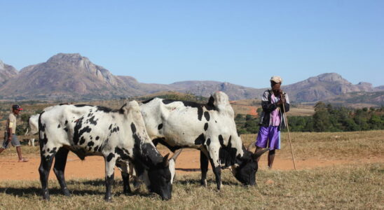 zebu breeders plead for better valorization of their work