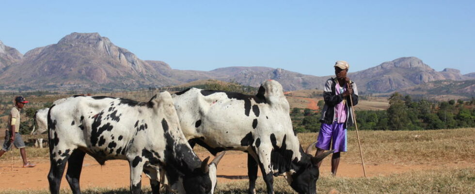 zebu breeders plead for better valorization of their work