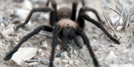 A man was arrested with 320 bird spiders on his