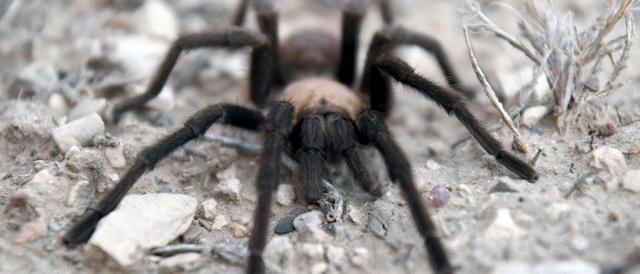 A man was arrested with 320 bird spiders on his