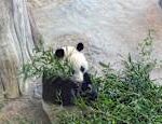 Ahtaris pandas are in quarantine in China – Lum became