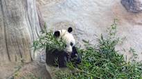 Ahtaris pandas are in quarantine in China – Lum became