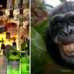 Alcohol consumption widespread among animals research shows