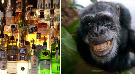 Alcohol consumption widespread among animals research shows