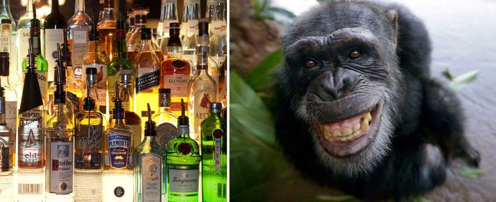 Alcohol consumption widespread among animals research shows