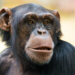 Amersfoort Chimpanzees must be anesthetized before their move