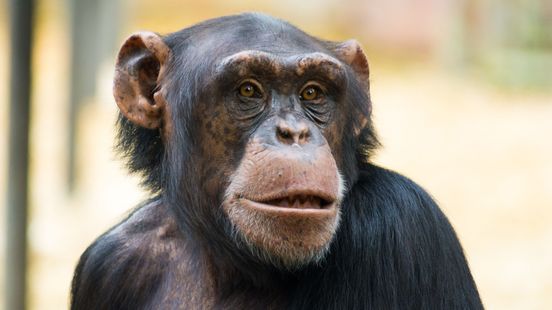 Amersfoort Chimpanzees must be anesthetized before their move