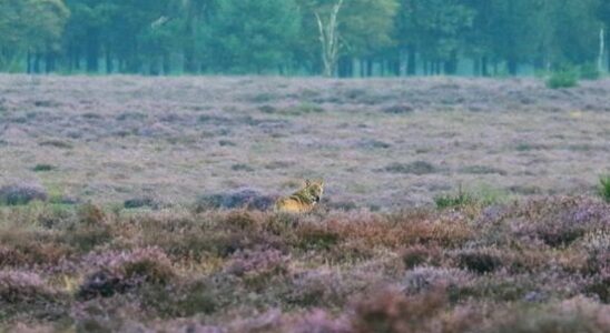 Amersfoort school warns about wolves evidence of incident is lacking