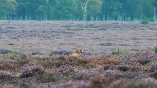 Amersfoort school warns about wolves evidence of incident is lacking