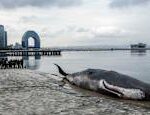 An artwork depicting a dead sperm whale appeared at the