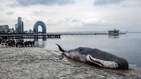 An artwork depicting a dead sperm whale appeared at the