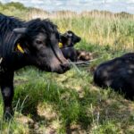 Car collided with water buffalo