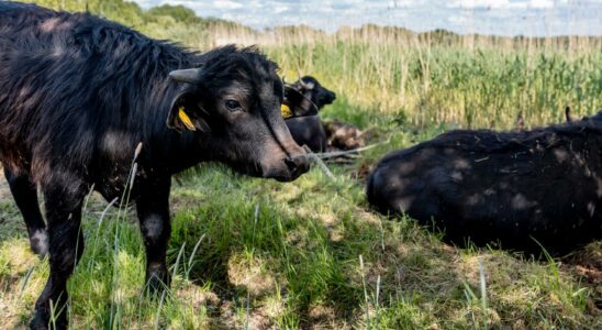 Car collided with water buffalo