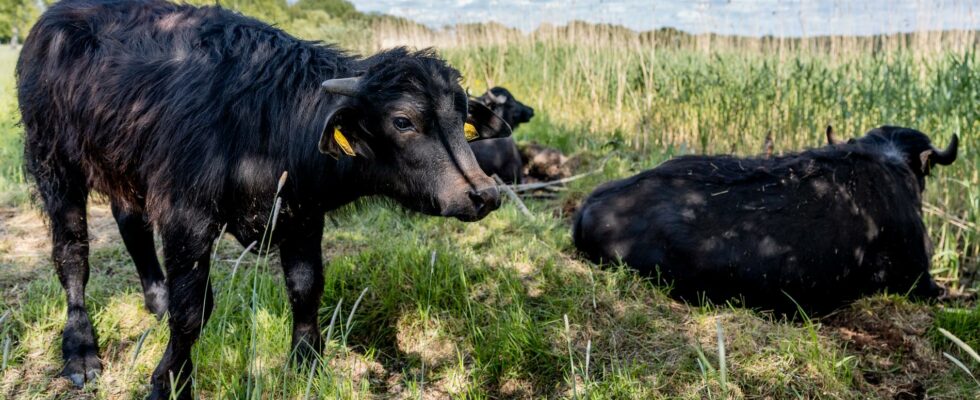 Car collided with water buffalo