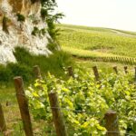 Champagne converts to the terroir approach the reasons for a