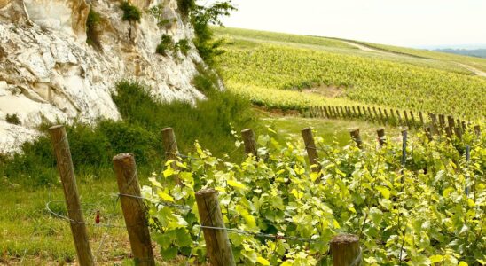 Champagne converts to the terroir approach the reasons for a