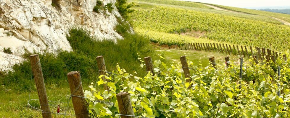 Champagne converts to the terroir approach the reasons for a