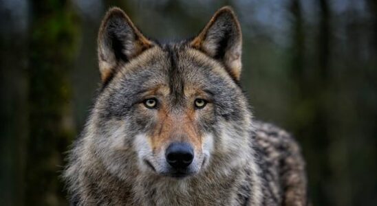 Confrontation between a student and a group of wolves No