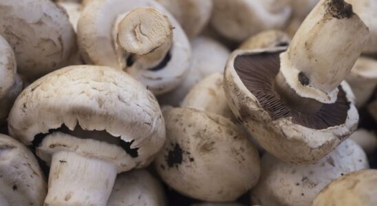 Critical warning against mushroom poisoning It can result in death