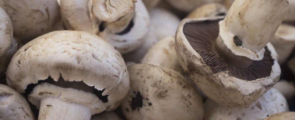 Critical warning against mushroom poisoning It can result in death