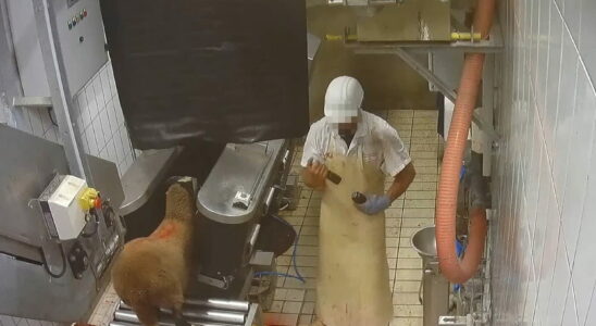 Cut up animals still alive a Savoie slaughterhouse supplying Super