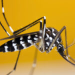 Dengue epidemic declared in Guadeloupe