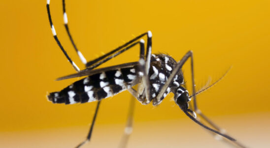 Dengue epidemic declared in Guadeloupe