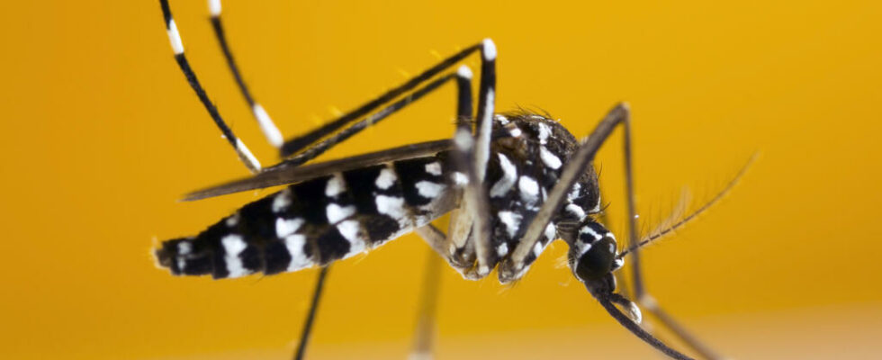 Dengue epidemic declared in Guadeloupe