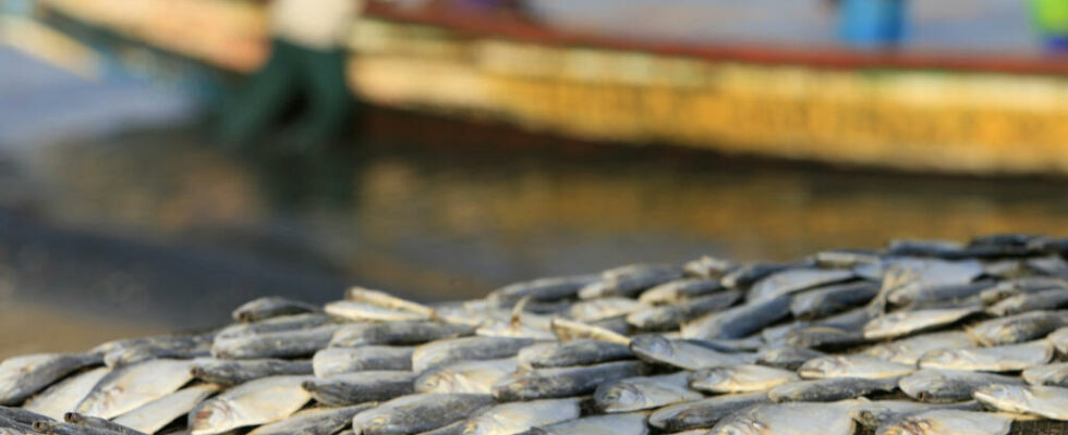 European boats to stop fishing off the country after agreement