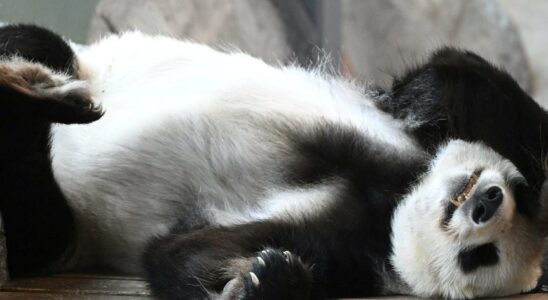 Finlands panda pair is flown back to China