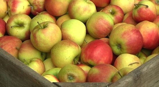 Fruit and vegetable harvest still reasonable despite soaking wet spring