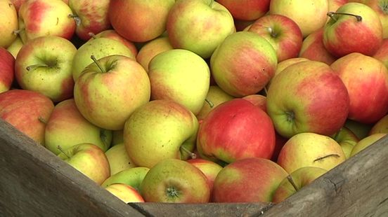 Fruit and vegetable harvest still reasonable despite soaking wet spring