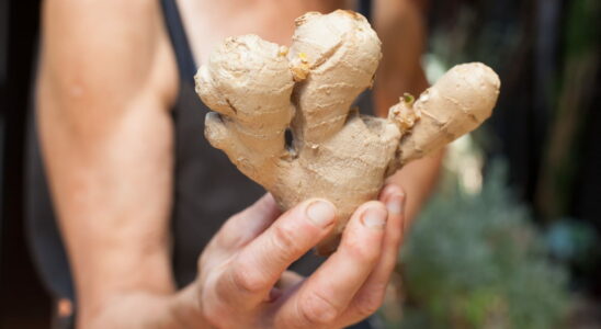 Ginger has several side effects it is better to know