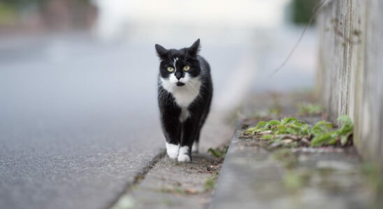 Heres how many miles a lost cat can travel to