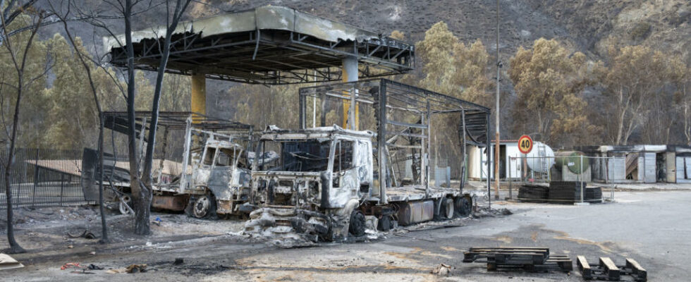 In Sicily fight fires by sowing flame resistant plants