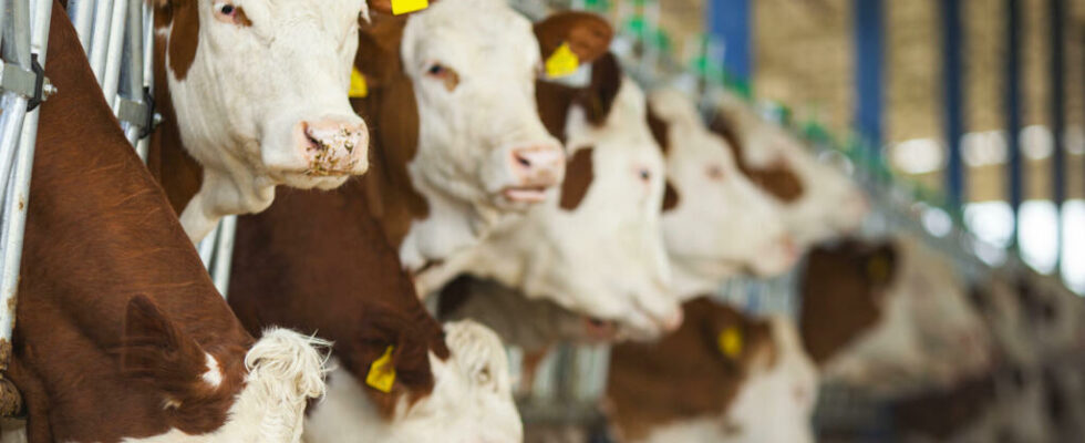 In Turkiye farmers are out of breath in the face