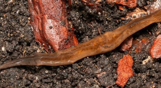 Invasive cannibal worm found in Malmo